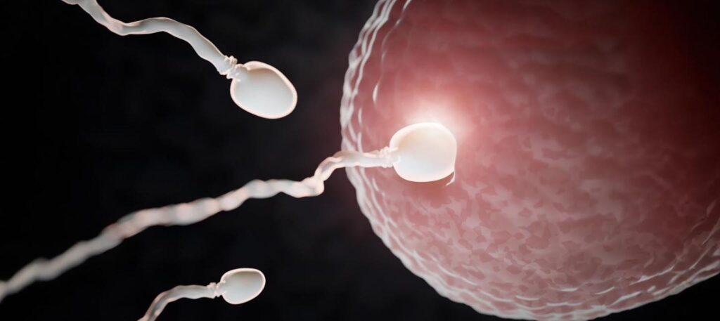 Sperm Retrieval