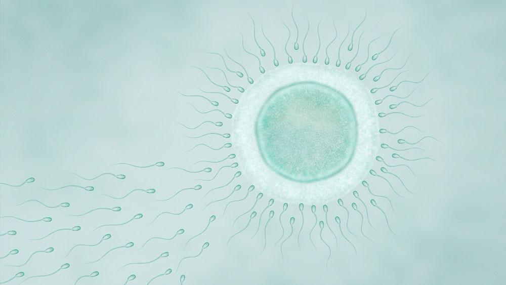 You are currently viewing Step-by-Step Process of ICSI: From Egg Retrieval to Embryo Transfer