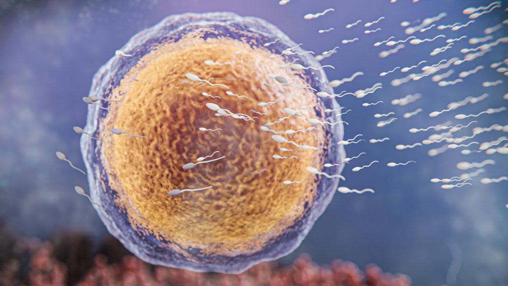 You are currently viewing How to Prepare Your Body for an IVF Cycle: Nutrition, Supplements, and Lifestyle